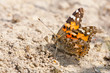 Painted lady sitting on the ground
