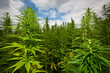 hanfblüten, feld, cannabis