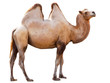 camel