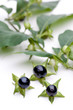 Tollkirsche (Atropa belladonna) - Beeren vor Ast mit Blättern