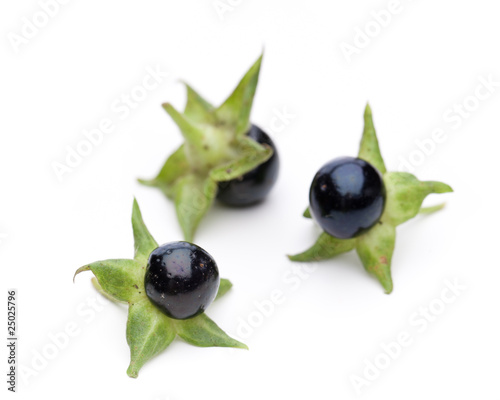 Foto: Tollkirsche (Atropa belladonna) - 3 reife Beeren Tollkirsche (Atropa belladonna) - 3 reife Beeren