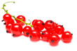 Red currant