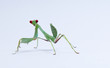 Red Eyed Praying Mantis on a white background.