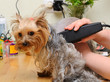 Grooming