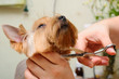 Grooming