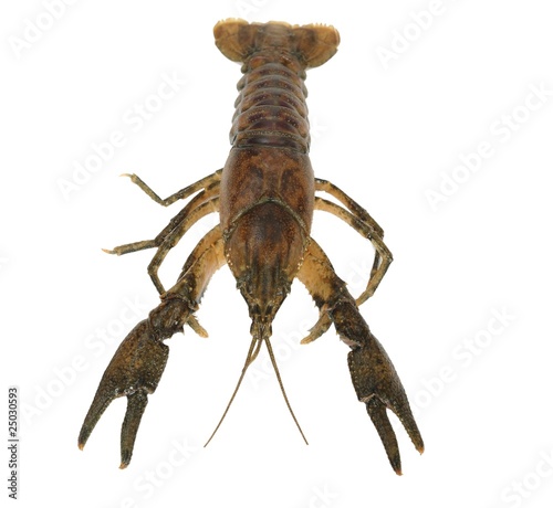 Photo: big crayfish big crayfish