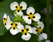 Flecha de agua, (Sagittaria montevidensis)