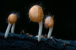 mushroom with black background.