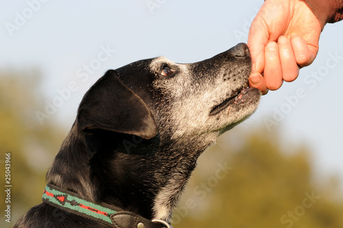 Foto: Hund belohnen Hund belohnen