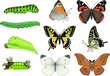 Chenille et papillon