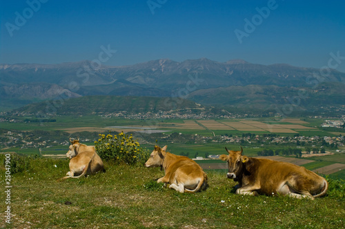 Albanian Cow