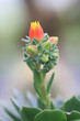 flower of cactus