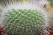 thorn of cactus