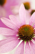 Echinacea
