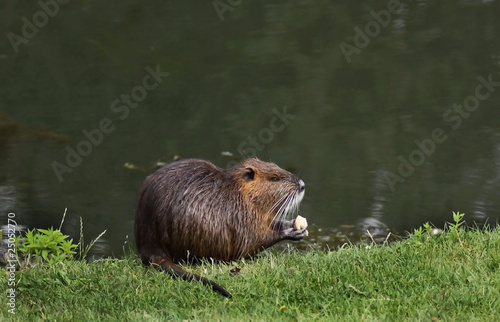 rat d'Amérique