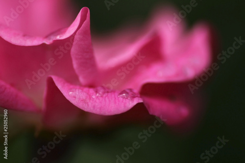 la rose