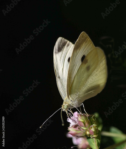 le papillon blanc