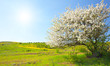 Apple trees blossom under blue sky Apple trees blossom under blue sky