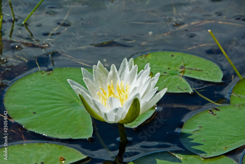 Photo: Waterlily floating on Canadian lake Waterlily floating on Canadian lake