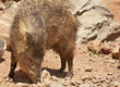 Javelina (Peccary) in Arizona's Desert Javelina (Peccary) in Arizona's Desert