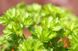 parsley
