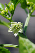 pepper plant