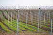 Irrigation Irrigation
