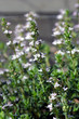 thyme