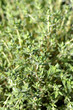 thyme