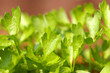 celery