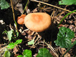 Toadstool