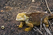 iguane033