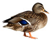 Duck on white Duck on white