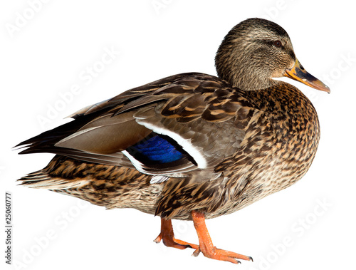 Foto: Duck on white Duck on white