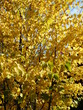 Goldener Oktober Goldener Oktober