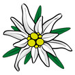 Alpen Edelweiß