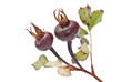 Black wild rose Black wild rose