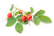 Wild rose Wild rose