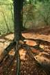 Tree roots
