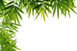bamboo leaves bamboo leaves