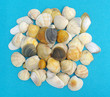 sea clamshells