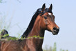 Photo en ligne au meilleur prix portrait of beautiful brown arabian horse