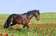 beautiful brown horse running trot on pasture beautiful brown horse running trot on pasture
