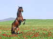beautiful brown horse rearing on pasture beautiful brown horse rearing on pasture