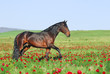beautiful brown horse playing on pasture beautiful brown horse playing on pasture