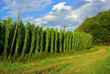 Hopfenfeld - hop field 04
