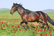 beautiful brown horse running trot on pasture beautiful brown horse running trot on pasture