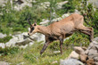 CHAMOIS CHAMOIS
