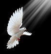 A free flying white dove isolated on a black A free flying white dove isolated on a black
