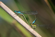 Libellules amoureuses